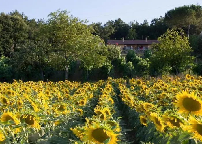 Lo Strettoio Mit Gemeinschaftspool By Interhome Apartment *